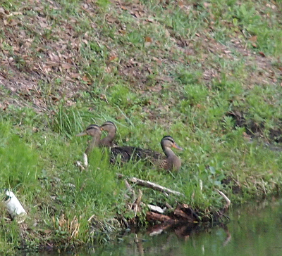 [The three ducklings sit in the grass near the water's edge. Minnie faces the water while her two siblings face into the hillside. The ducks are partially obscured by the grass growing in the area.]